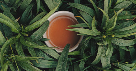100 % biologische Tees