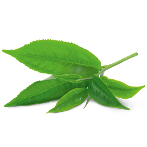 Thé Vert Matcha Citron Bio - Yogi Tea - La Fourche