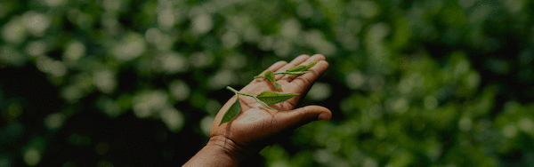 Green Tea: Proof Nature has a Crush on Us?